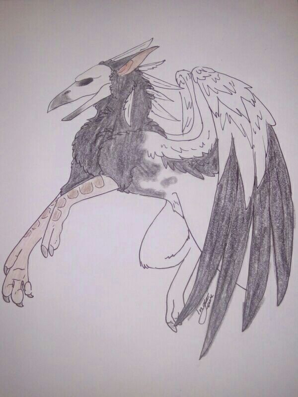 600x800 Quill Sketch Lupusstrix Amino - Quill Sketch