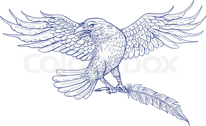 800x491 Drawing Sketch Style Illustration Of A Common Or Northern Raven Or - Quill Sketch