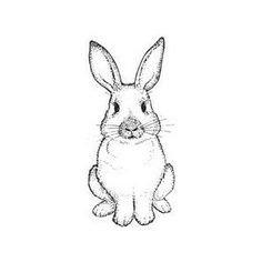Rabbit Face Sketch