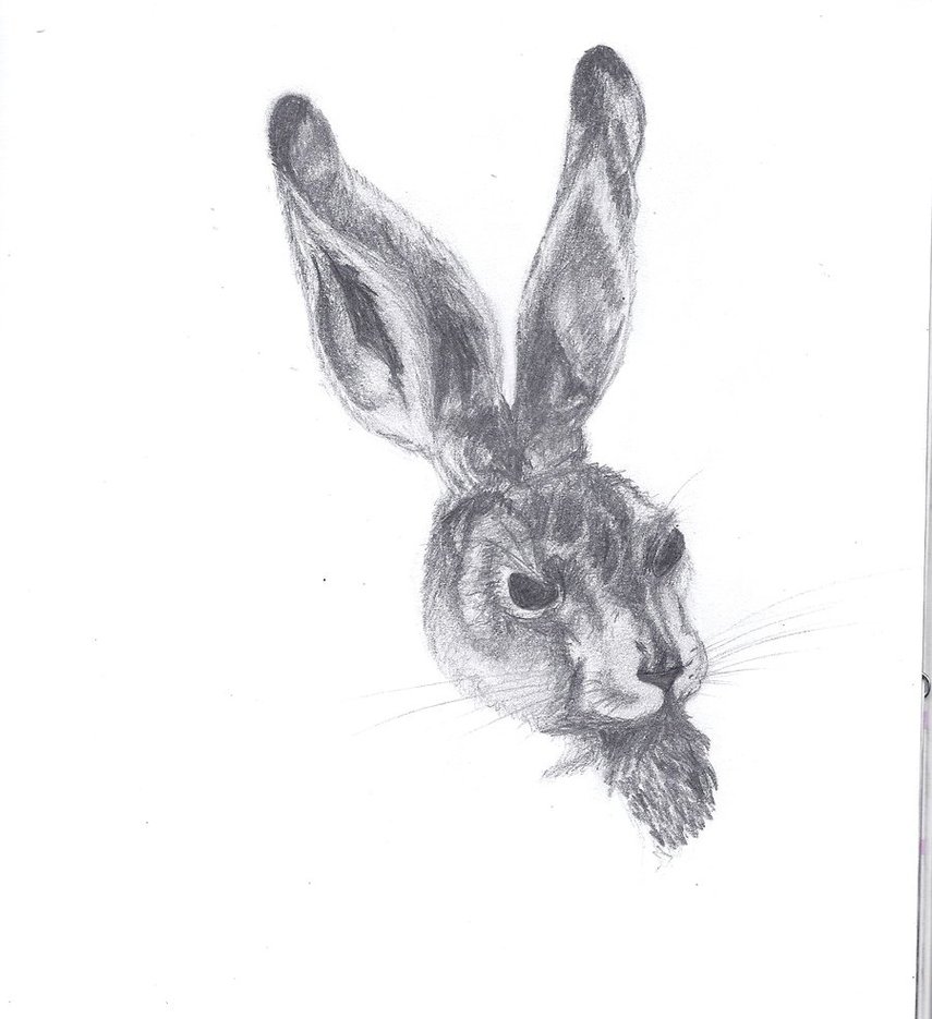 855x935 Face Of Rabbit, From Durer By Dashipavlik - Rabbit Face Sketch