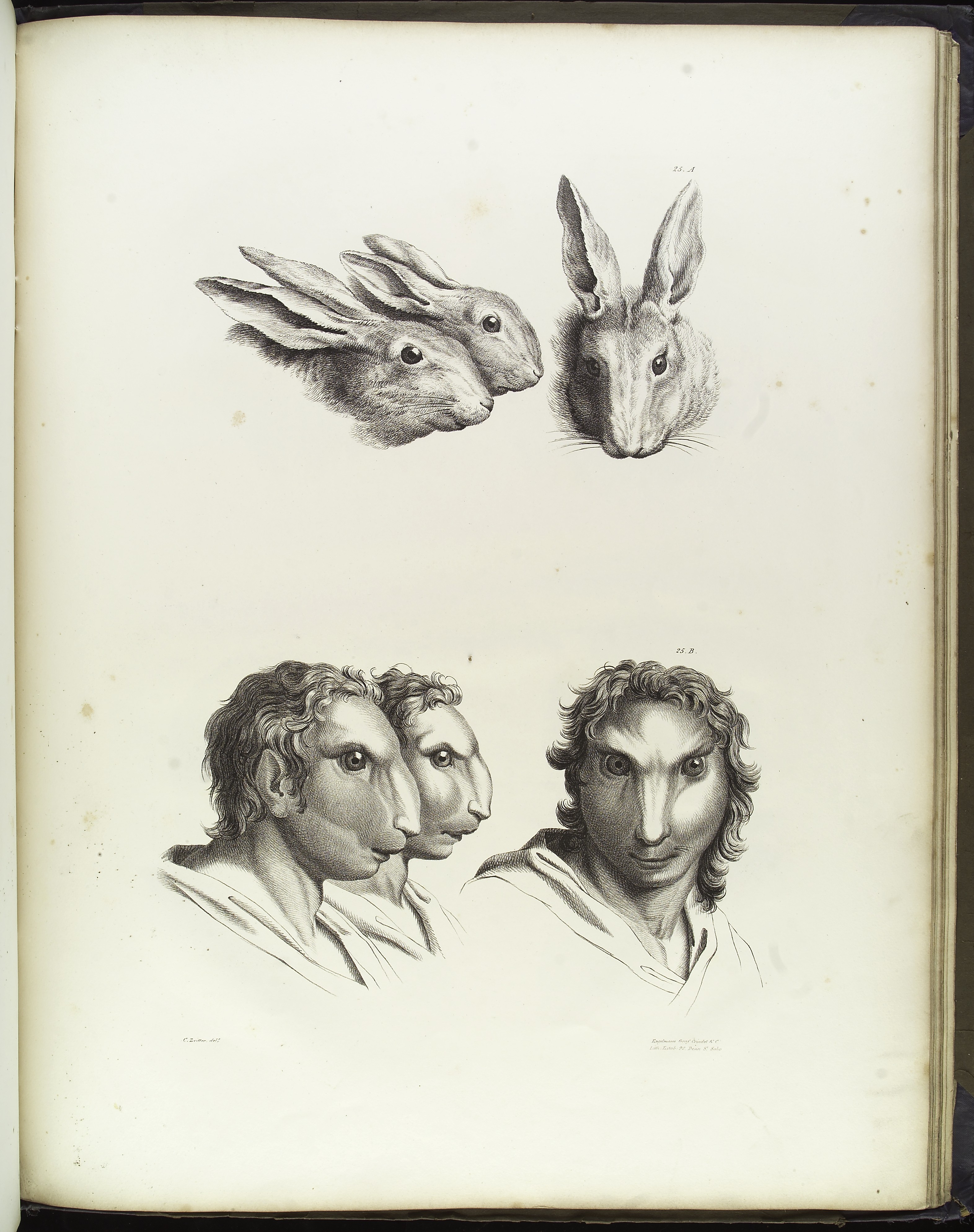 3143x3977 Filerelation Of The Human Face To The Rabbit, 17th C Wellcome - Rabbit Face Sketch