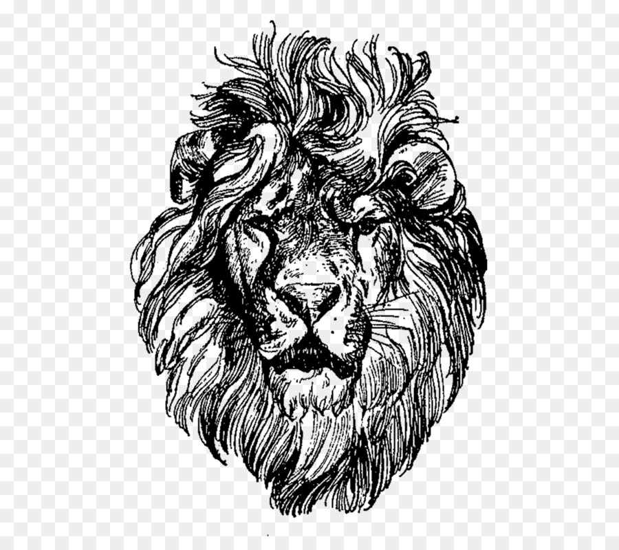 900x800 Lionhead Rabbit Drawing Clip Art - Rabbit Face Sketch