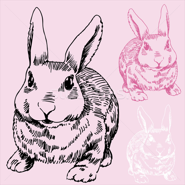 600x600 Bunny Rabbit Sketch Vector Illustration John Takai - Rabbit Face Sketch