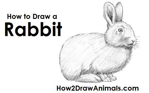 500x315 How To Draw A Rabbit - Rabbit Outline Sketch