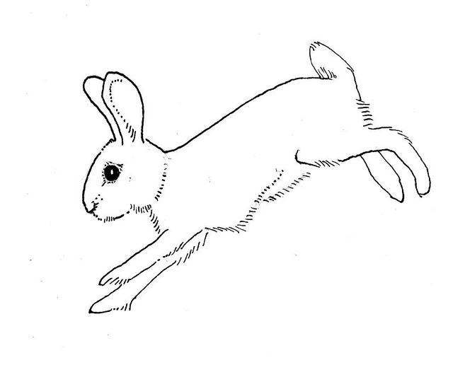 640x516 Collection Of Running Rabbit Drawing Outline High Quality - Rabbit Outline Sketch