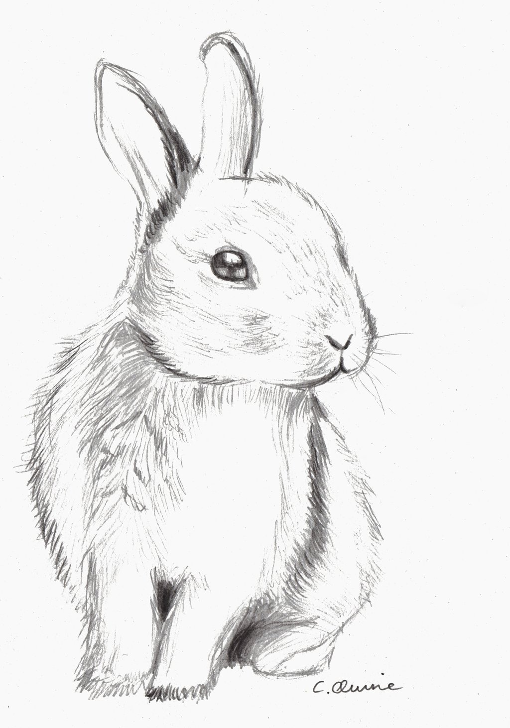 1024x1462 Drawn Rabbit Sketch - Rabbit Outline Sketch