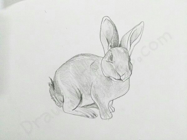 600x450 How To Draw A Rabbit In A Few Easy Steps With Pictures - Rabbit Sketch