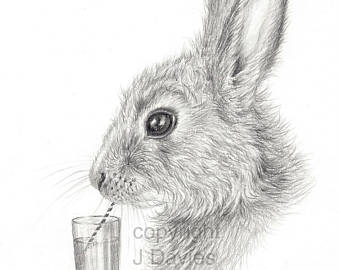 340x270 Rabbit Drawing Etsy - Rabbit Sketch