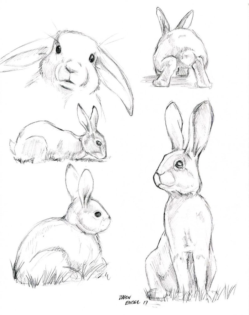795x1004 Rabbit Study Sketches 01 By Baron Engel - Rabbit Sketch