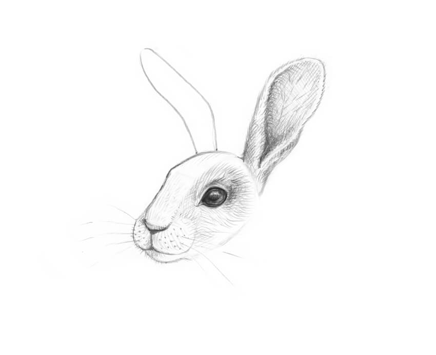 850x691 How To Draw A Rabbit Step By Step - Rabbit Sketch Images