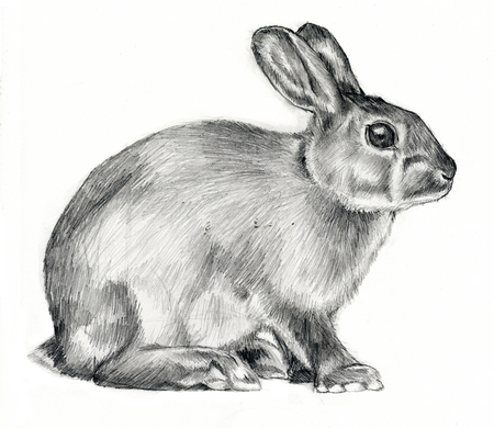 450x390 Rabbit Sketch - Rabbit Sketch Images