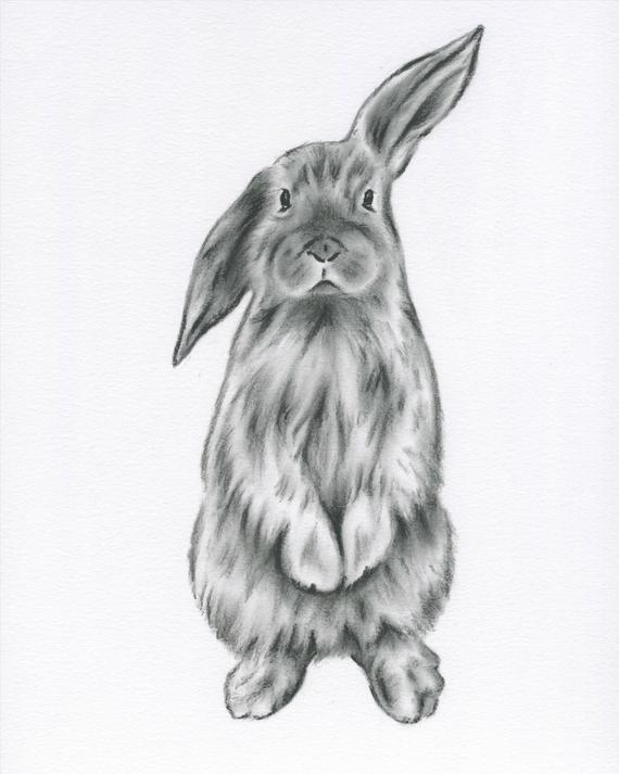 570x713 Rabbit Drawing Bunny Drawing Bunny Print Rabbit Print Etsy - Rabbit Sketch Images