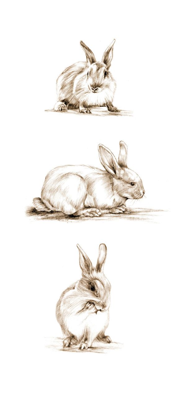 570x1282 Art Pencil Sketch Rabbit Art Rabbit Sketch Bunny By Cmqstudio - Rabbit Sketch Images