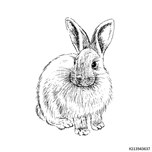 500x500 Rabbit Sketch. Hand Drawn Vector Illustration. Stock Image And - Rabbit Sketch Images