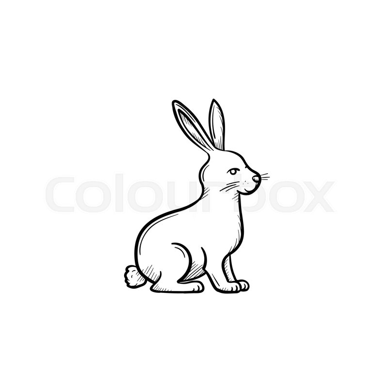 800x800 Vector Hand Drawn Rabbit Outline Doodle Icon. Rabbit Sketch - Rabbit Sketch Images
