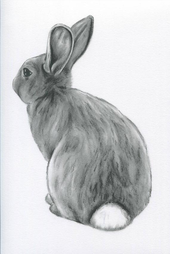 570x850 Bunny Art Original Charcoal 8x10 Rabbit Drawing Etsy - Rabbit Sketch Images