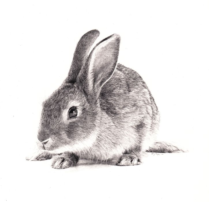 Rabbit Sketch In Pencil at PaintingValley.com | Explore collection of