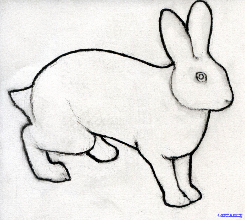 1024x921 Rabbit Sketch In Pencil Rabbit Sketch In Pencil - Rabbit Sketch In Pencil