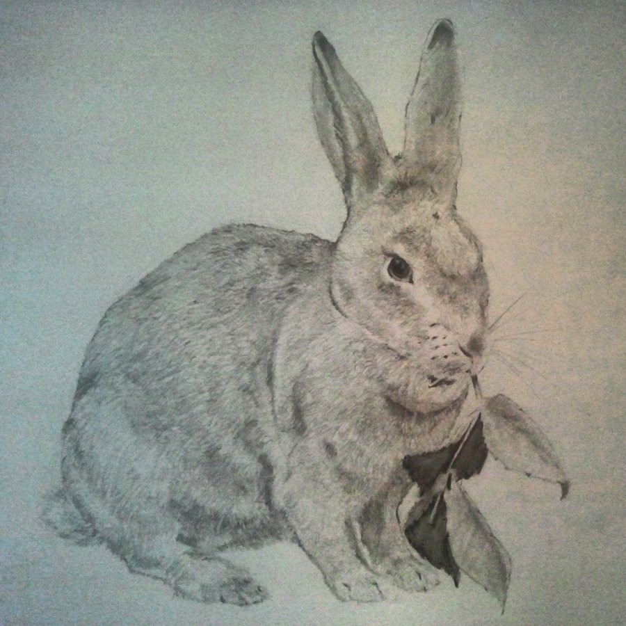 900x900 Rabbit Sketch In Pencil - Rabbit Sketch In Pencil