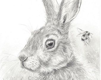340x270 Rabbit Drawing Etsy - Rabbit Sketch In Pencil