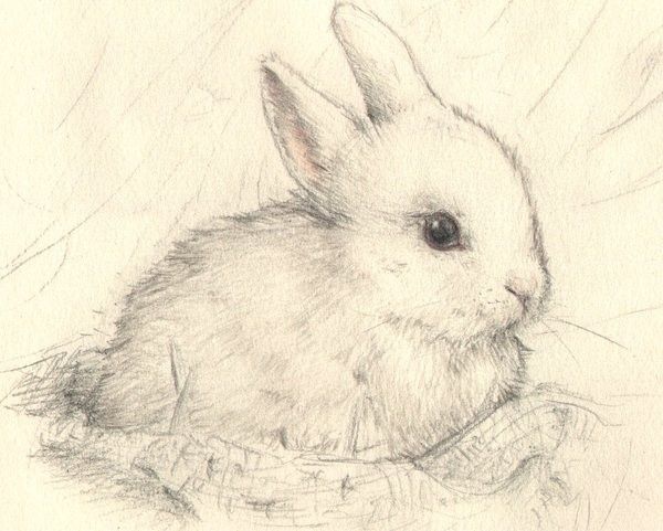 600x481 Sweet Pencil Sketch ~ Bunnies - Rabbit Sketch In Pencil