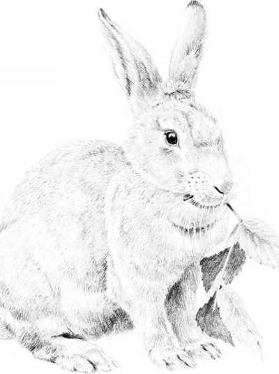 400x536 Drawing A Cottontail Rabbit - Rabbit Sketch In Pencil