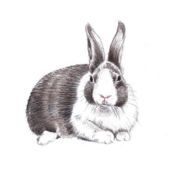 570x570 Drawn Rabbit Pencil - Rabbit Sketch In Pencil