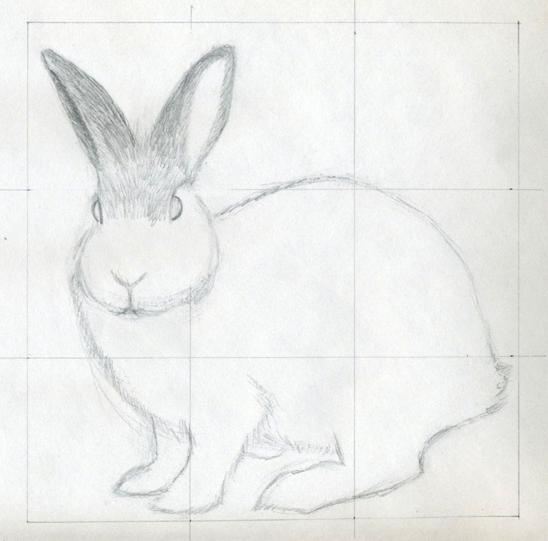 800x789 How To Draw A Rabbit - Rabbit Sketch Picture