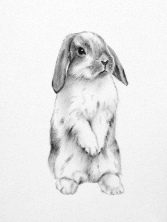 570x757 Rabbit Art, Original 11x14 Charcoal Lop Eared Bunny Drawing - Rabbit Sketch Picture