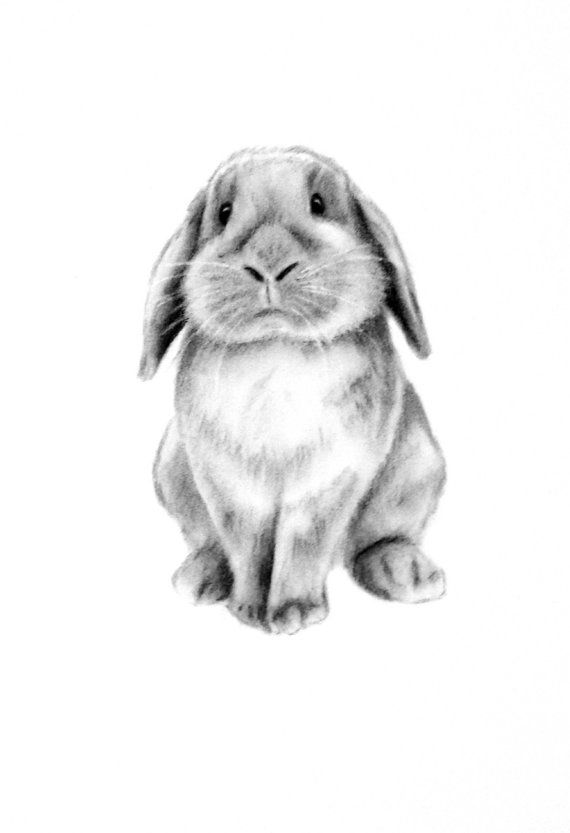 570x833 Rabbit Art, Original Charcoal 5x7 Lop Eared Rabbit Drawing - Rabbit Sketch Picture