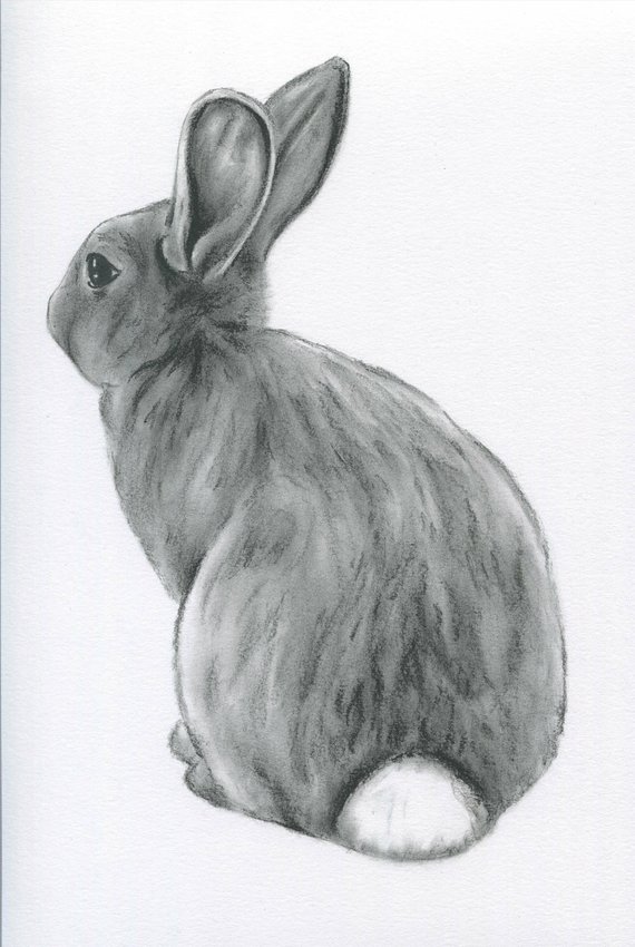570x850 Bunny Art Original Charcoal 8x10 Rabbit Drawing Etsy - Rabbit Sketch Picture
