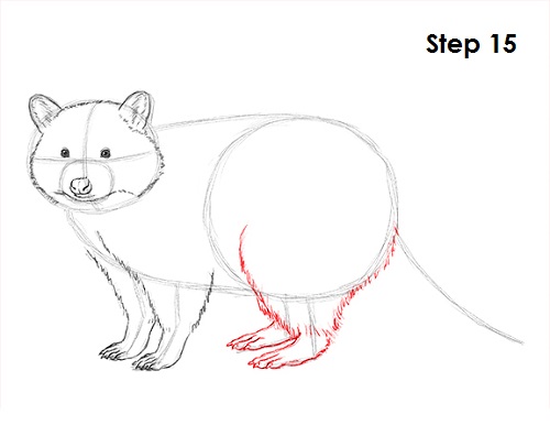 500x386 How To Draw A Raccoon - Raccoon Sketch