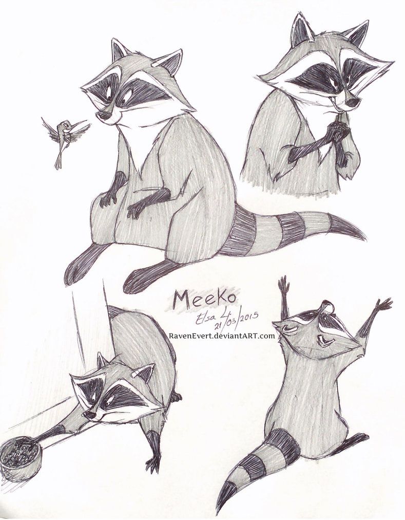789x1012 Meeko Sketches - Raccoon Sketch