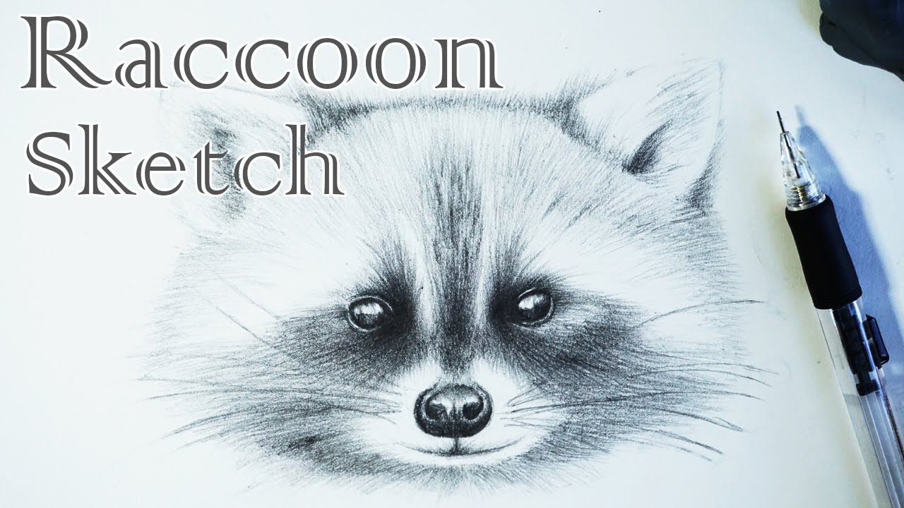1280x720 Raccoon Sketch - Raccoon Sketch