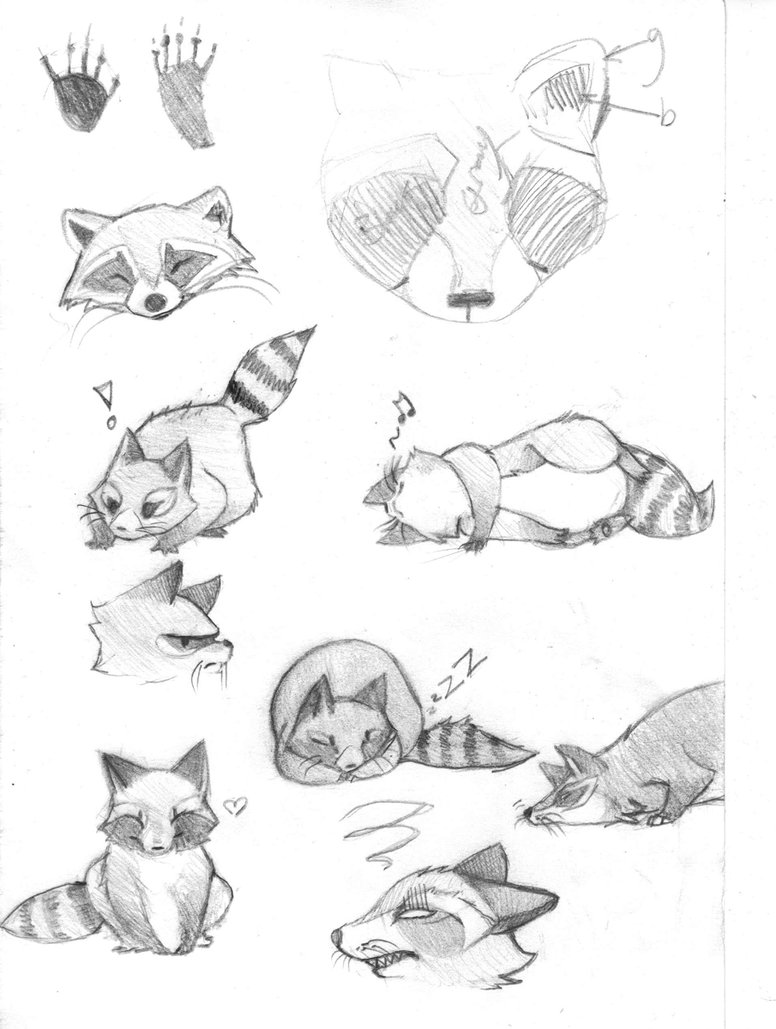 776x1029 Raccoon Sketch Dump By Kindlygrim - Raccoon Sketch