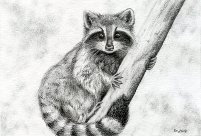 400x272 Raccoon Sketch By Eozarth - Raccoon Sketch