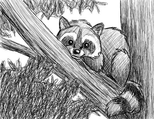500x386 Raccoon Sketch Karen B. Jones - Raccoon Sketch