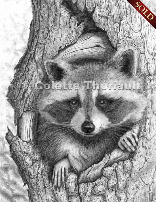 550x708 Raccoon Wildlife Art Graphite Pencil Sketch Drawing Painting - Raccoon Sketch