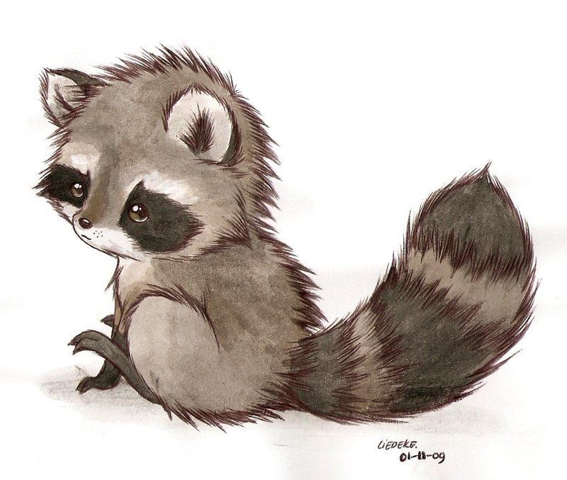 800x677 Raccoon By Art In 2018 - Raccoon Sketch