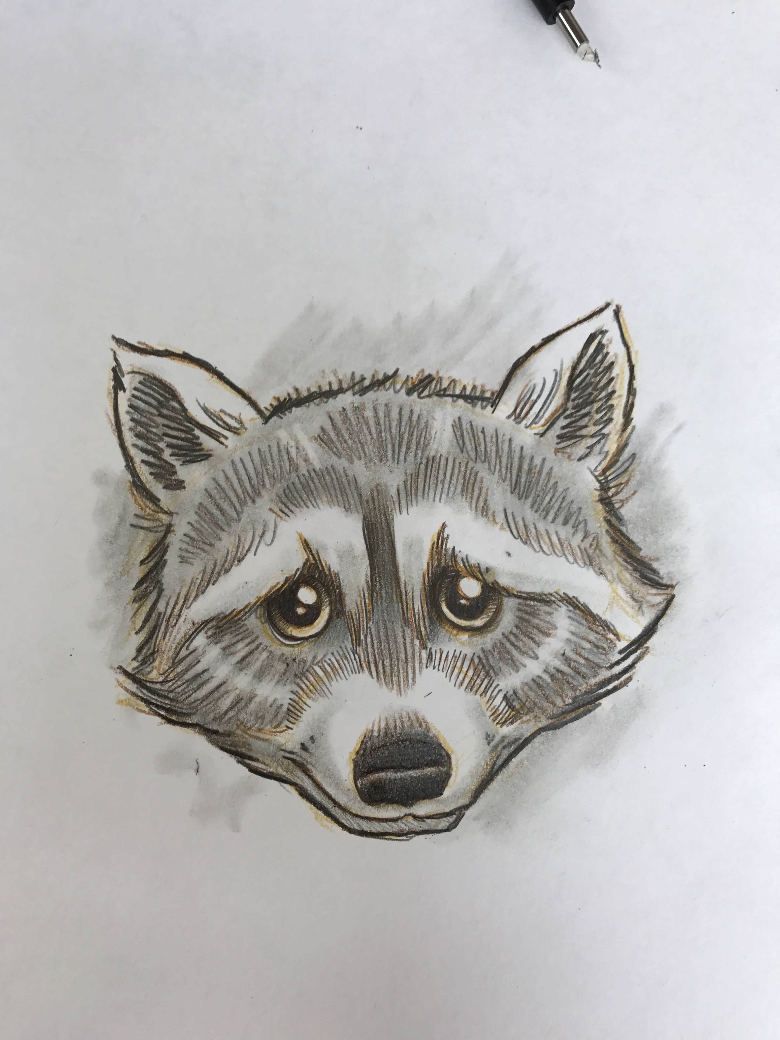 3024x4032 Raccoon Sketch - Raccoon Sketch