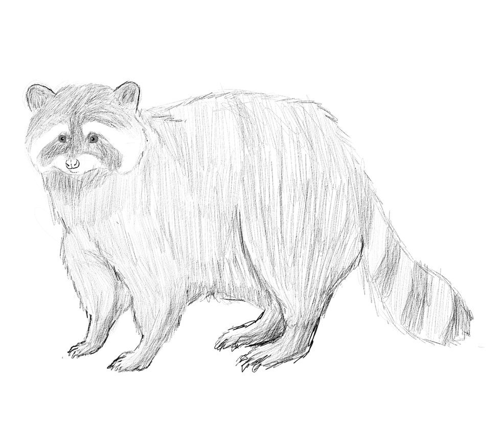 951x840 Raccoon Sketch By Bubbll - Raccoon Sketch