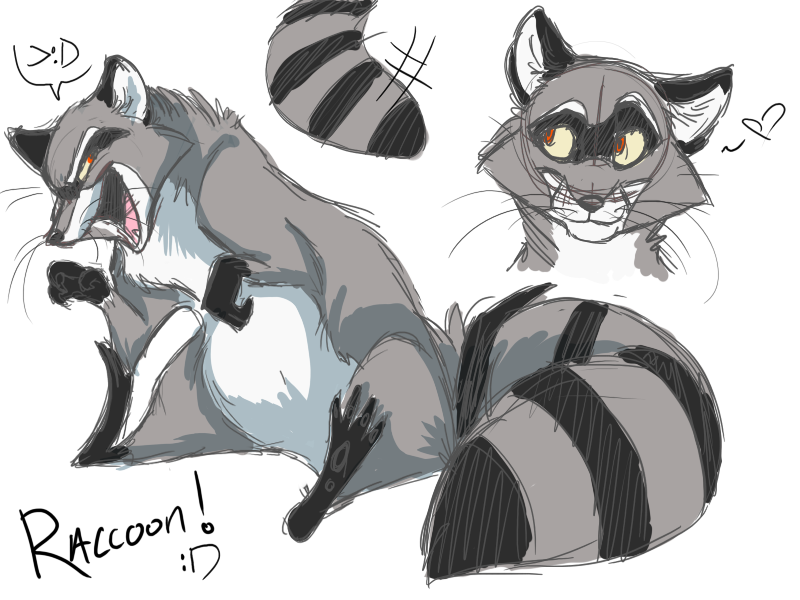 800x600 Raccoon Sketches By Aerosocks - Raccoon Sketch