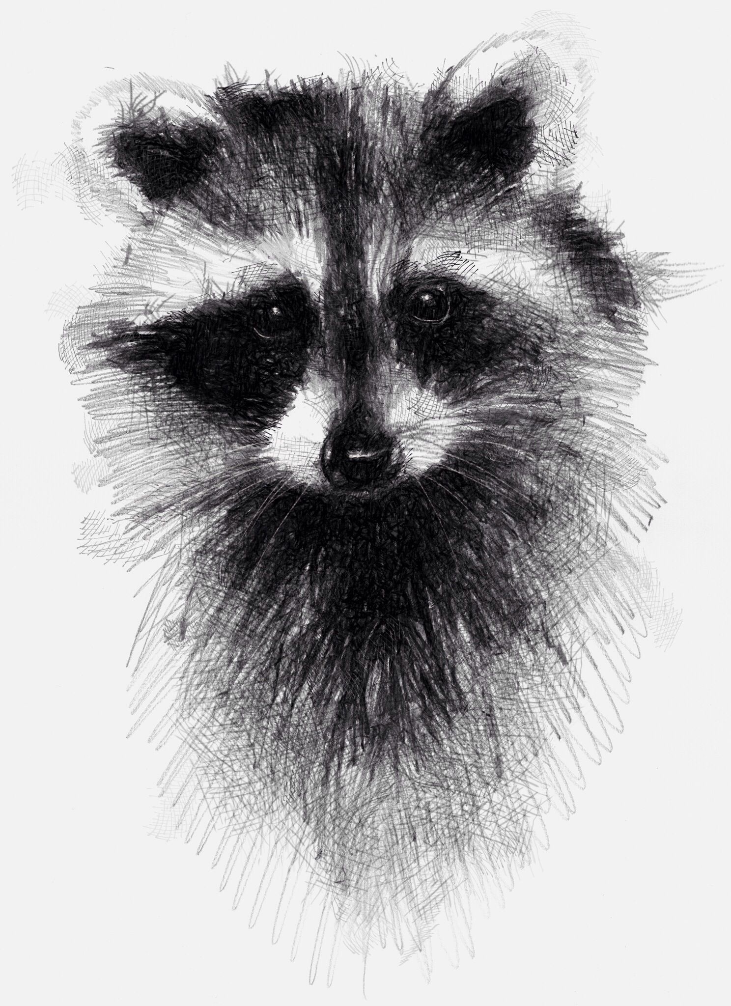1488x2048 Racoon, Sketch,traditional Drawing With Digital Finish Tattoos - Raccoon Sketch