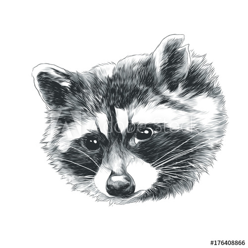 500x500 Raccoon Sketch Head Vector Graphics In Black And White Monochrome - Raccoon Sketch