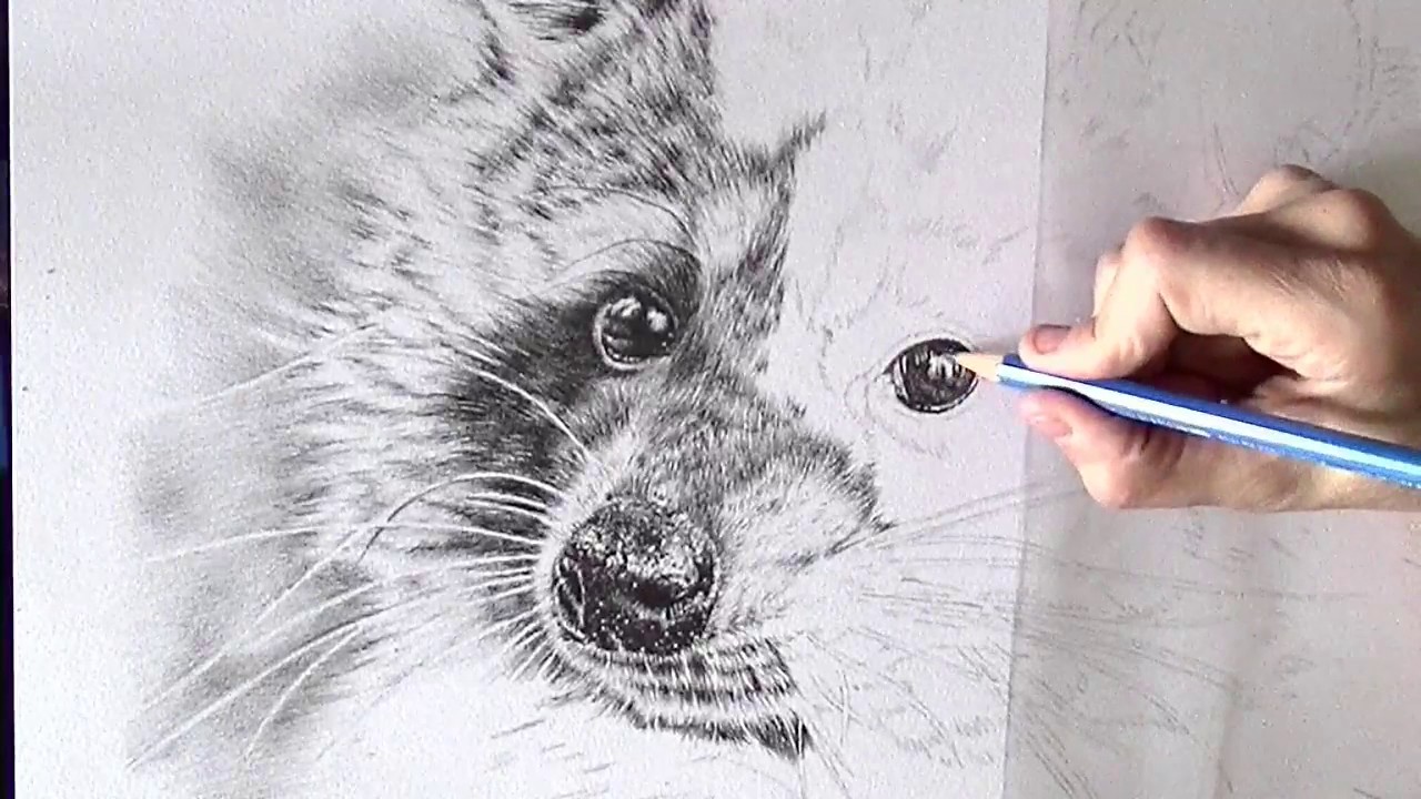 1280x720 Drawing The Eye Of A Raccoon - Raccoon Sketch