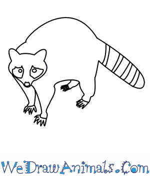 300x350 How To Draw A Raccoon - Raccoon Sketch