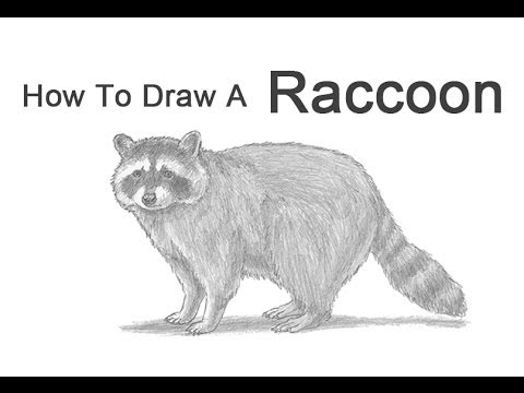 480x360 How To Draw A Raccoon - Raccoon Sketch