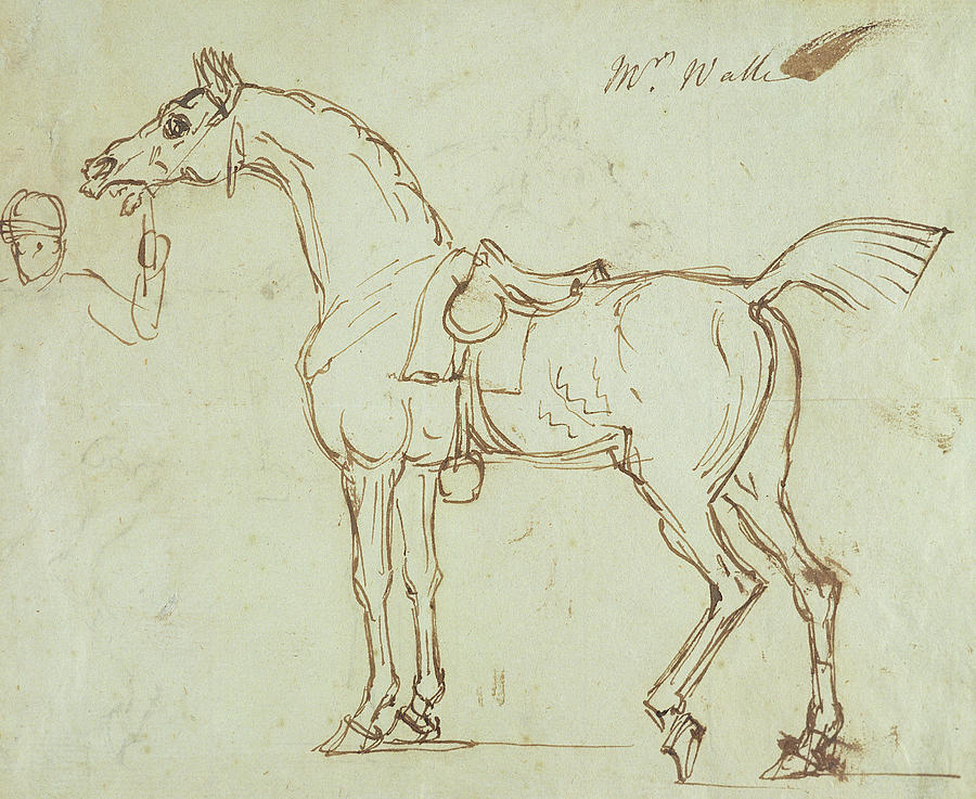 900x737 A Racehorse, Bridled And Saddled Drawing By James Seymour - Race Horse Sketches