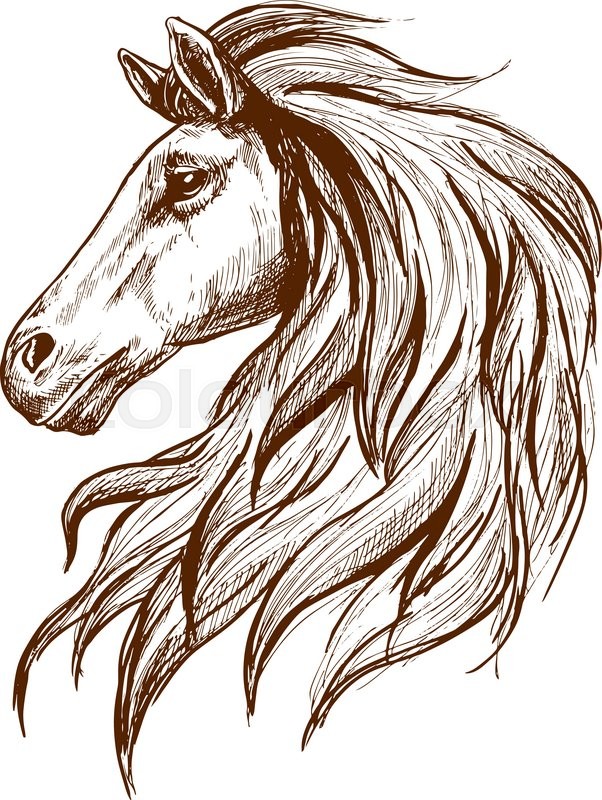 602x800 Gorgeous Arabian Racehorse Vintage Engraving Sketch With Profile - Race Horse Sketches