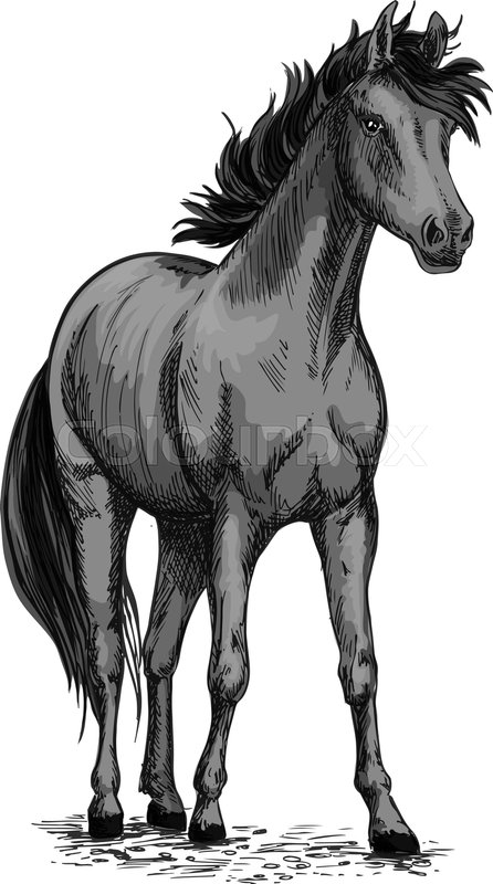 446x800 Horse Or Wild Racehorse Mustang. Black Trotter Or Racer Stallion - Racehorse Sketch